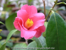 C. Chekiangoleosa Blüte