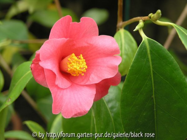 C. Chekiangoleosa Blüte2
