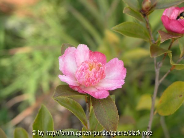 C.sas.Chojguruma