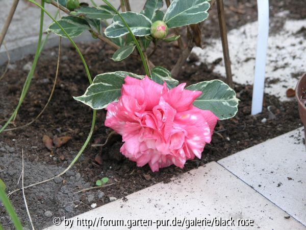 C. japonica Benten Kagura