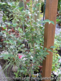 C. hyb. Cinnemon Cindy