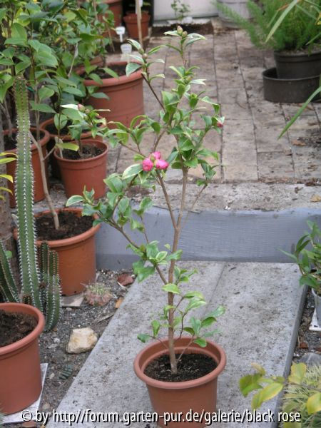 Sasanqua var. Steckling