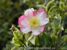 C. sasanqua var. Blüte