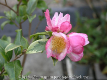 C. sasanqua var. Blüten