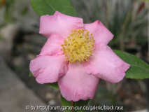 C. hyb. Winter´s Star