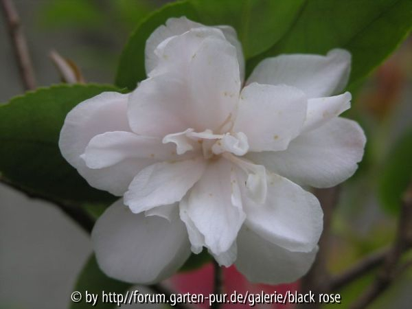 C. hyb. Cinnemon Cindy Blüte