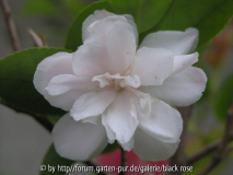 C. hyb. Cinnemon Cindy Blüte