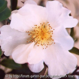 C. sas. Kenkyo