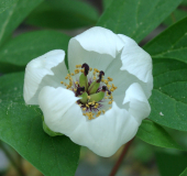 Paeonia obovata ssp. japonica - Blüte