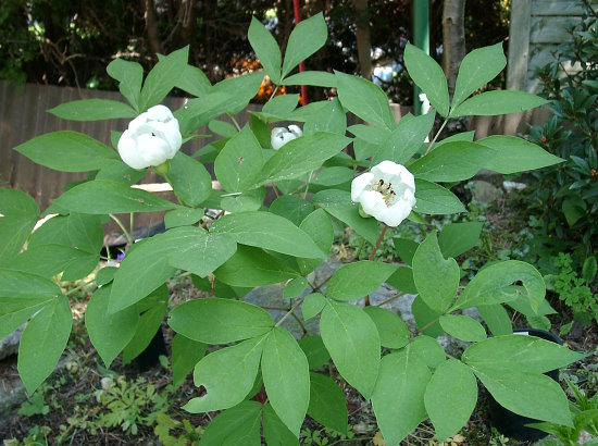 Paeonia obovata (japonica) - Habitus