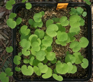 Jeffersonia dubia - Sämlinge im Frühjahr