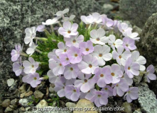 Phlox douglasii _Iceberg