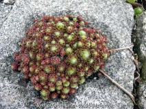Sempervivum arachnoideum Rheinkiesel