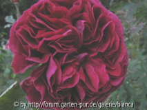Falstaff_112.jpg