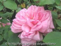 Mme d_ Enfert_12.jpg