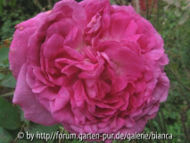 Reine des Violettes_112.jpg