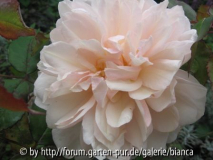 rosa Gruß an Aachen_112.jpg