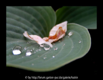 Hosta mit Apfelblüte