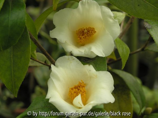 C. hyb. Shoko