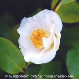 C. Jap. Bihro Kinyo