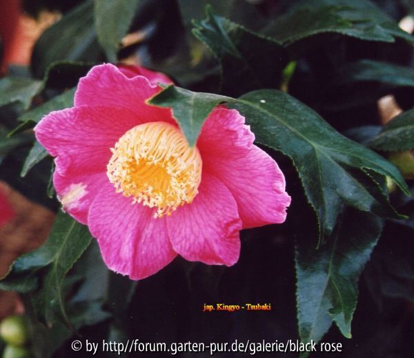C. Jap. Kingyo Tsubaki