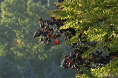Herbstfärbung