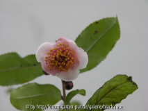 C. Sinensis Beni Bana Cha