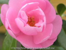 C.hyb.Winter´s Joy