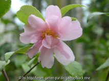 C. hyb. Winter´s Charm