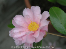 C. Hyb. Winter´s Rose