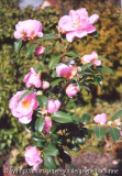 C. hyb Winter´s Joy Pflanze