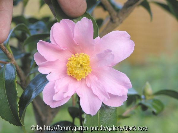 C. Hyb. Winter´s Dream