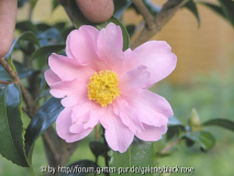 C. Hyb. Winter´s Dream