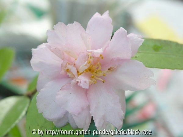 C. hyb. Winter´s Interlude