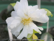 C. hyb. Winter´s Snowman