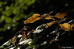 Frühherbst 01