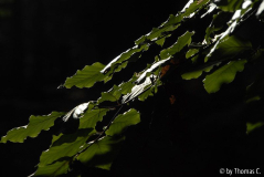 Frühherbst 03