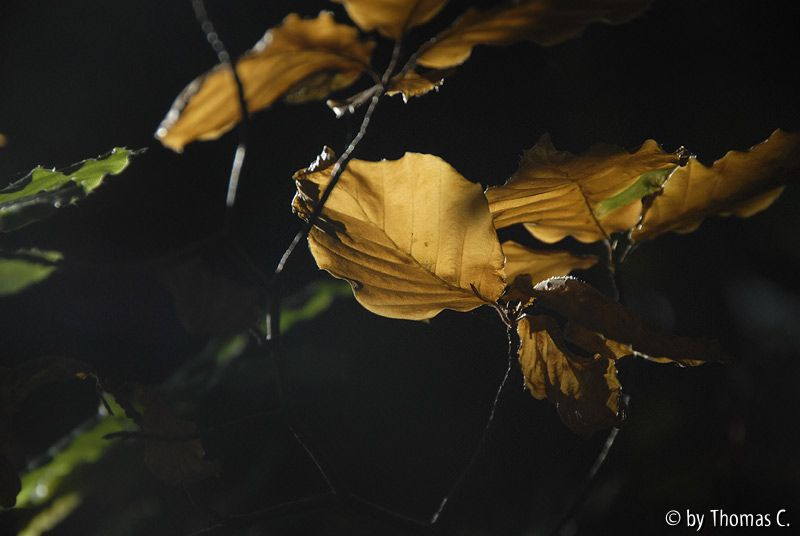 Frühherbst 04