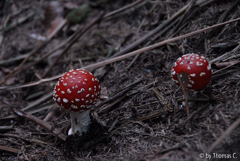 Frühherbst 05