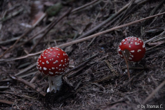 Frühherbst 05