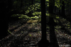 Frühherbst 07