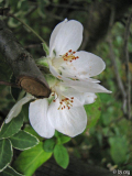 Grafensteiner Apfelblüte im September