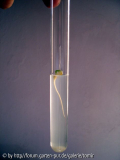 embryoculture - sämling nr_6 - 24_09_07.