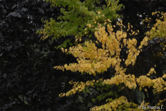 Frühherbst 12