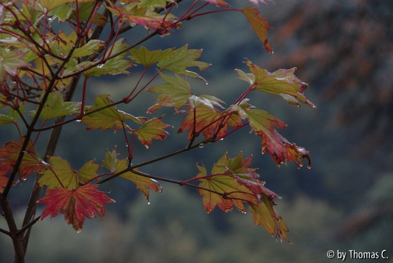 Frühherbst 13