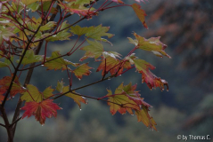 Frühherbst 13