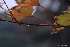 Frühherbst 14