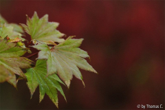 Frühherbst 19