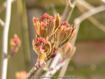 Sorbus scalaris 02 Austrieb 2007b.JPG