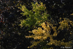 Frühherbst 20